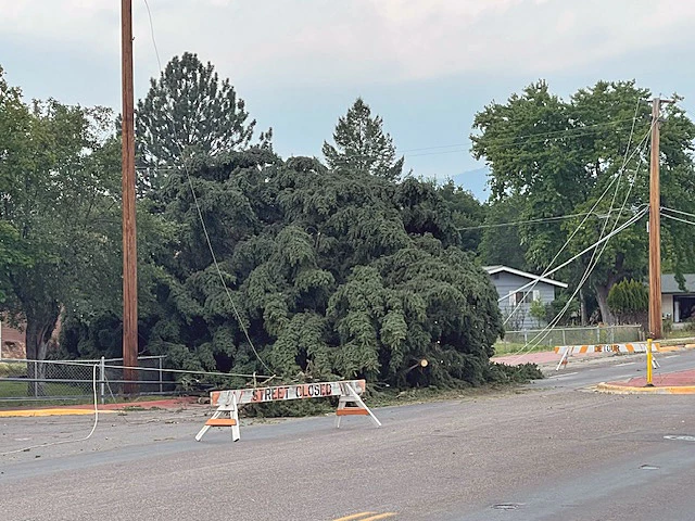 The image shows a road with a large downed pine tree that has taken down power lines. Treeslining the sides. It is tagged as outdoor, tree, sky, road, street, and more. The street is closed, and the photo is credited to Missoula Current.