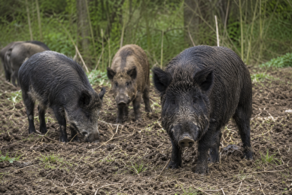 pigs hogs feral